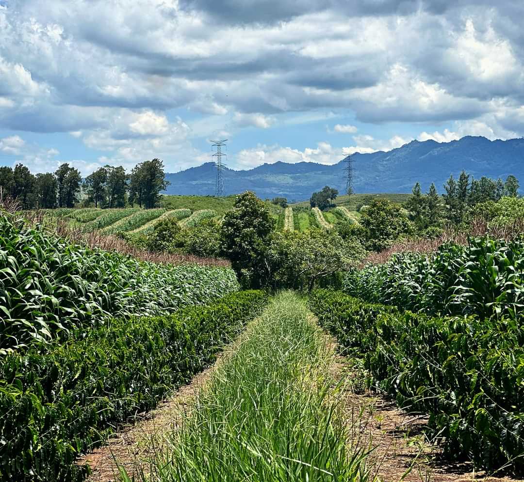 Próximas fechas de la Feria del Agricultor